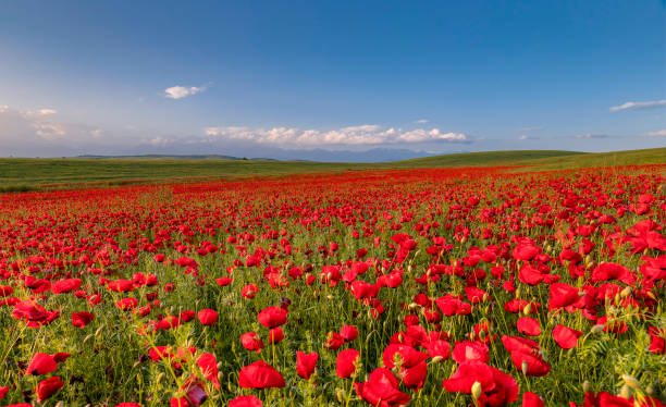 istock Blooming poppy fields in the spring in the mountains 1226966822
