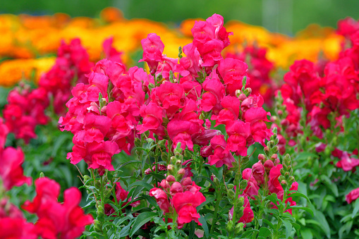 Snapdragon is a garden plant of the genus Antirrhinum, which is available in many showy colors except blue. It is called snapdragon because the flower resembles the face of a dragon that opens and closes its mouth, while in Japan it is called gold fish flower for the flower’s resemblance to gold fish. It is treated as an annual plant, because it cannot survive summer heat, although it is essentially a perennial plant.