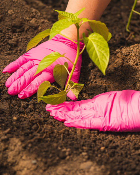 istock woman works with hands on a farm. 1226967283