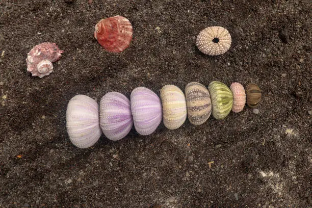 Multicolored sea urchin shells on wet black volcano sand. Variety of colorful sea urchins on the beach. Group of seashells on Echinoidea purple, orange and green, black, red, different sizes.