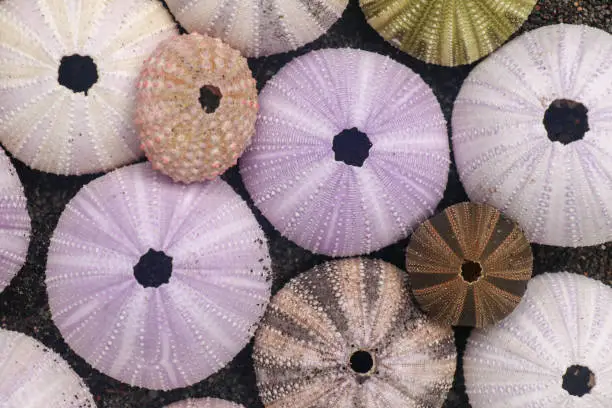 Multicolored sea urchin shells on wet black volcano sand. Variety of colorful sea urchins on the beach. Group of seashells on Echinoidea purple, orange and green, black, red, different sizes.