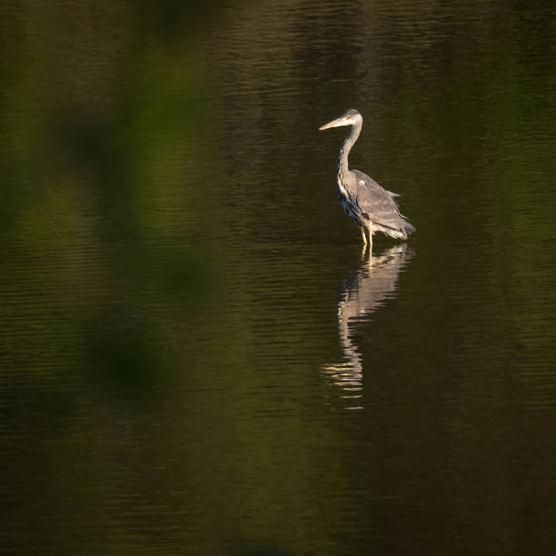 istock grey egret heron on a lake 1226968826