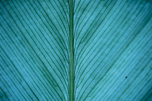 Close-Up Of  Dark green leaves black background