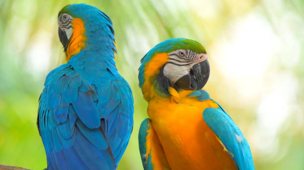 istock Parrots Scarlet Macaw on the tree 1226969404