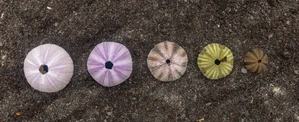 Multicolored sea urchin shells on wet black volcano sand. Variety of colorful sea urchins on the beach. Group of seashells on Echinoidea purple, orange and green, black, red, different sizes.