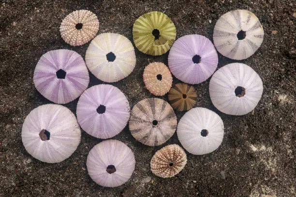 Multicolored sea urchin shells on wet black volcano sand. Variety of colorful sea urchins on the beach. Group of seashells on Echinoidea purple, orange and green, black, red, different sizes.