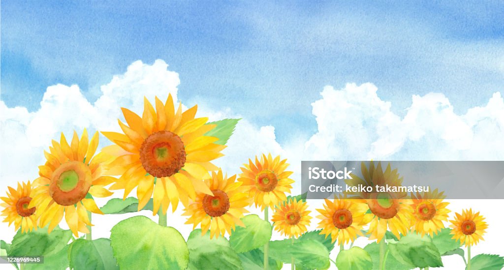 Paysage de tournesol dans le ciel et les nuages bleus, vecteur de trace de l’illustration d’aquarelle - clipart vectoriel de Tournesol libre de droits