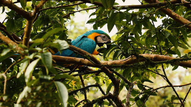 istock Parrots Scarlet Macaw on the tree 1226969693