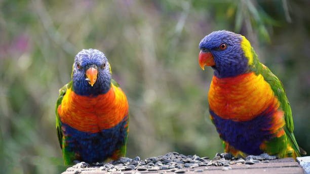 istock Parrots Scarlet Macaw on the tree 1226969983