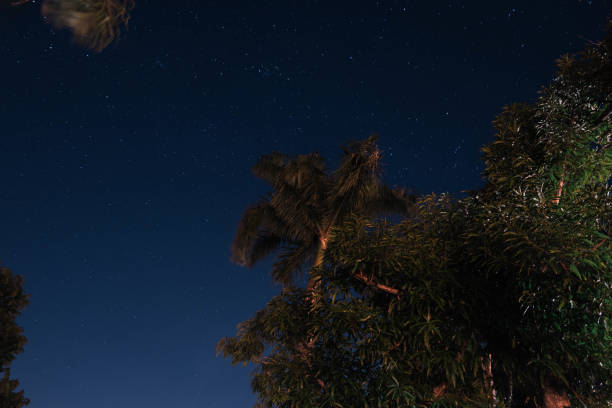 Tropical Night Sky, Coconut palm trees and stars