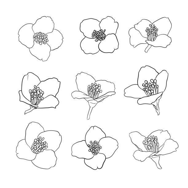 ilustrações de stock, clip art, desenhos animados e ícones de set of beautiful flower jasmine outline isolated on white background. hand-draw contour line and strokes. greeting card and invitation of wedding, birthday, mother's day and other seasonal holiday - white background flower bud stem