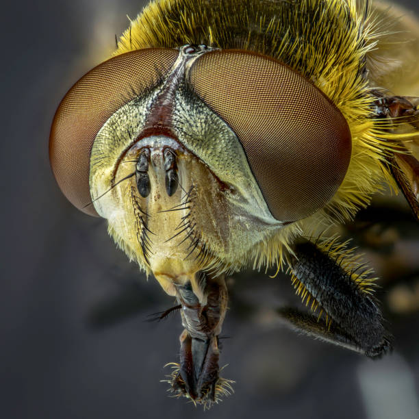 istock Yellow Fly portrait. Extreme sharp and detailed study of dung fly taken with microscope objective stacked from many shots into one photo. 1226970309