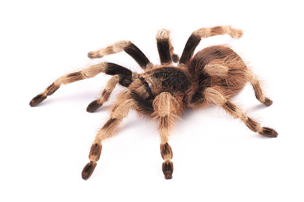 istock A brown female Tarantula spider (Nhandu coloratovilosum) 122697042