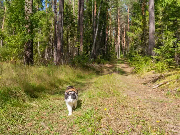 The cat goes on the road in the summer forest