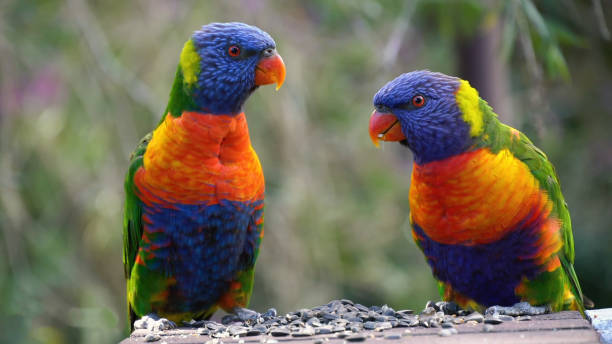 istock Parrots Scarlet Macaw on the tree 1226971093