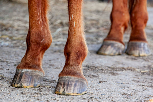 istock Cracked Horse Hooves 1226971503