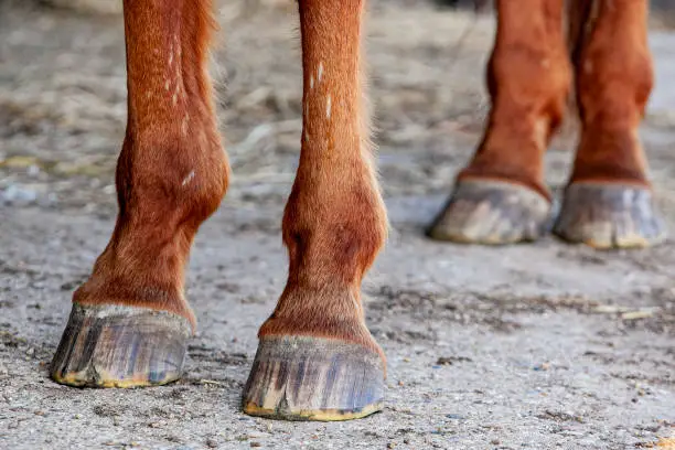 Cracked hooves on all four feet of a chestnut horse standing on concrete.