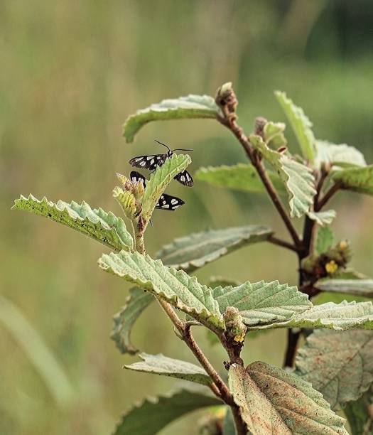 istock Beautiful tiger moth on leaves 1226971935