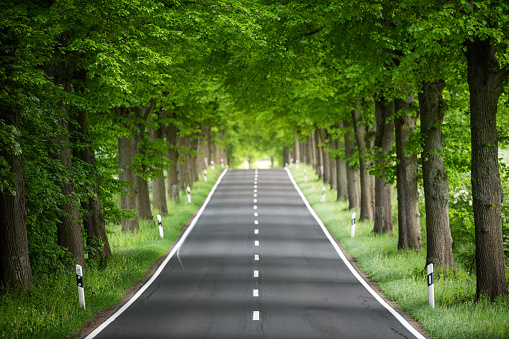 Germany: The German avenue road leads straight through deciduous trees.