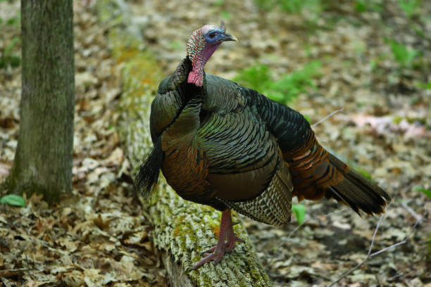 istock Turkey on log in forest, turning head 1226972510