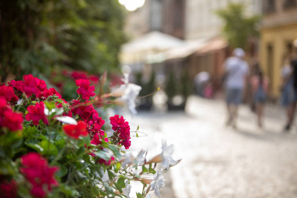 European outdoor cafe restaurant in summer in Lviv or Lvov, Ukraine city with red geranium flowers and people walking in bokeh background