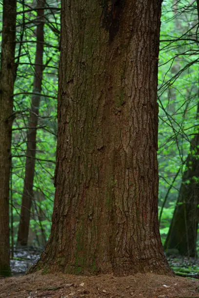 Photo of Vertical of old-growth white pine trunk