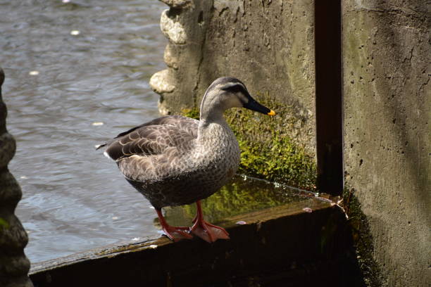 istock Portrait of spot-billed duck 1226972895
