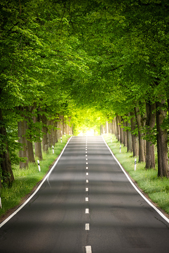 Germany: The German avenue road leads straight through deciduous trees.