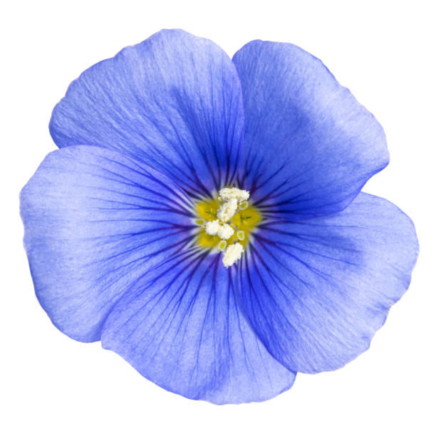 istock Flax blue flower isolated on white background 1226973469