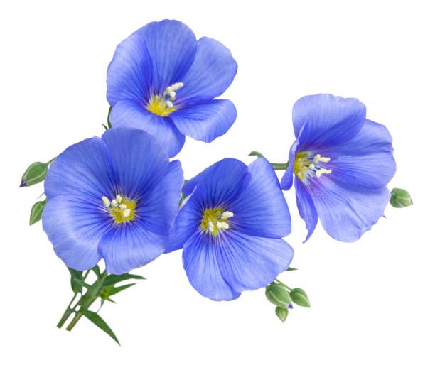 istock Flax blue flowers isolated on white background 1226973475