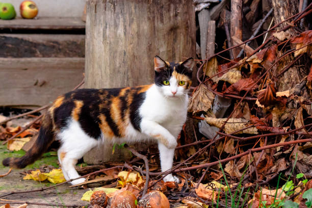 curious calico cat walking outside. predator in the autumn garden. fruit composition on the background. thanksgiving concept