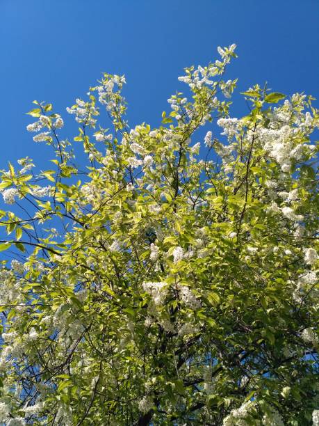 istock The tree blooms.Small white bird cherry blossoms hang on thin young branches among the green foliage.The bird cherry tree spread its branches to the blue sky.Vertical background for site about plants 1226974600