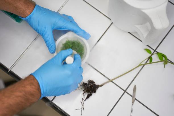 istock Hand-made medicinal product from plant 1226974964