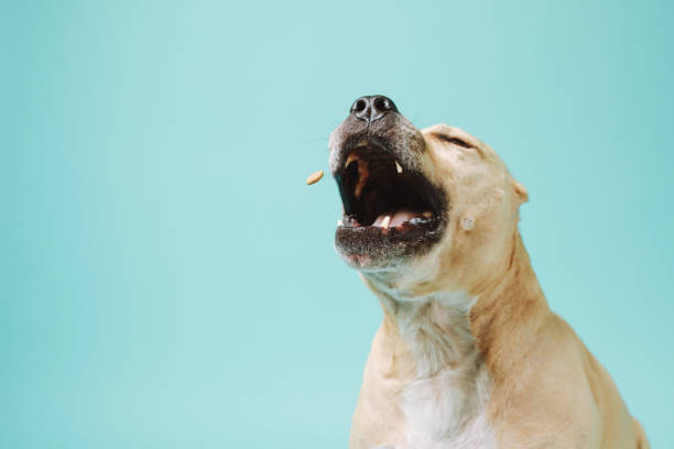 istock American staffordshire terrier 1226975798