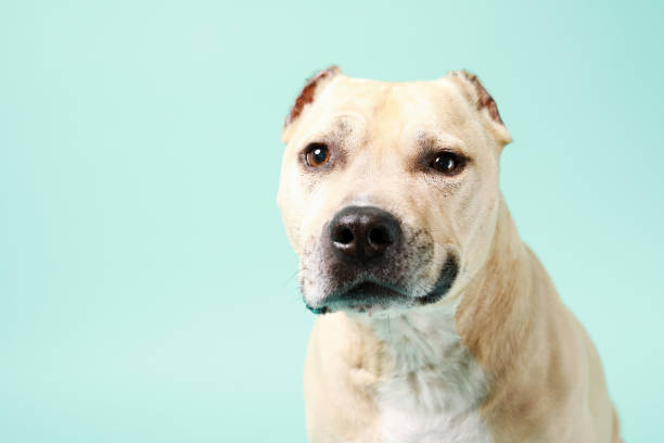 istock American staffordshire terrier 1226975812