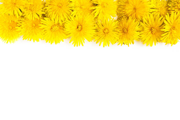 Photo of an yellow Dandelion flower blossom bloom and grow on a black background.  After flowering is finished, the dandelion flower head dries out for a day or two. The dried petals and stamens drop off, the bracts reflex (curve backwards), and the parachute ball opens into a full sphere. \nTaraxacum  is a large genus of flowering plants in the family Asteraceae, which consists of species commonly known as dandelions. The scientific and hobby study of the genus is known as taraxacology. The genus is native to Eurasia and North America, but the two most commonplace species worldwide, T. officinale (the common dandelion) and T. erythrospermum (the red-seeded dandelion), were introduced from Europe into North America, where they now propagate as wildflowers.