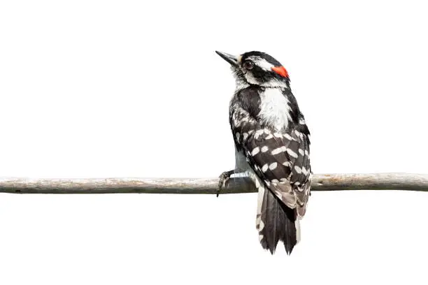 Photo of Rear View of a Downy Woodpecker