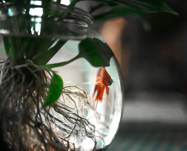 istock Pet beta fish in a bowl with plant 1226976113