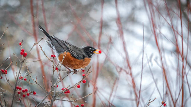 istock The American Robin(Turdus migratorius),American Robin. 1226976373