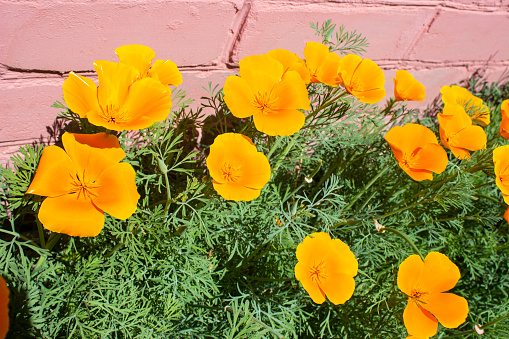 Close-up of Blooming California Poppy (Eschscholzia californica) wildflowers, growing on a coastal hillside.\n\nTaken in Santa Cruz, California, USA