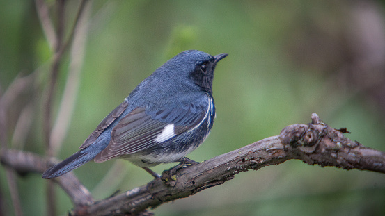 A blue warbler in the boreal forest of Quebec.