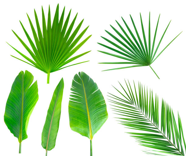 istock Green tropical leaves isolated on white. 1226976562