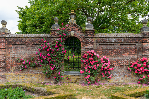 Roses growing along side a brick wall with a closed iron gate in the garden in Eijsden