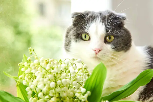 Photo of Cute cat sits on a window near a bouquet of lilies of the valley.
