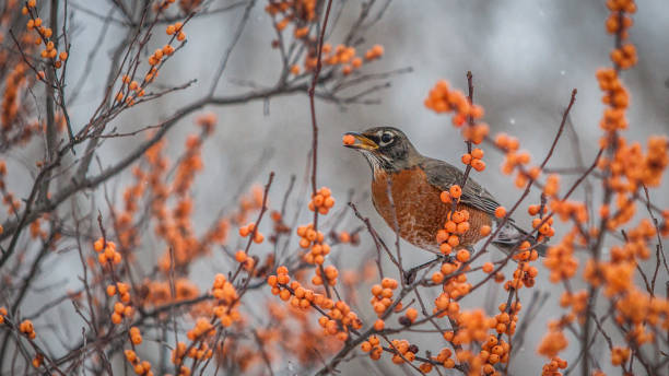 istock The American Robin(Turdus migratorius),American Robin. 1226980326