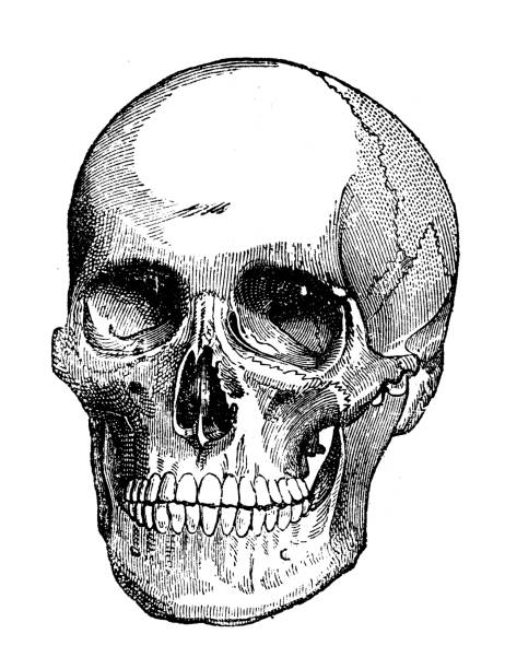 antyczna ilustracja: ludzka czaszka - death bed illustration and painting engraving stock illustrations