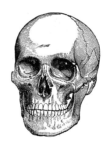 Antique illustration: human skull