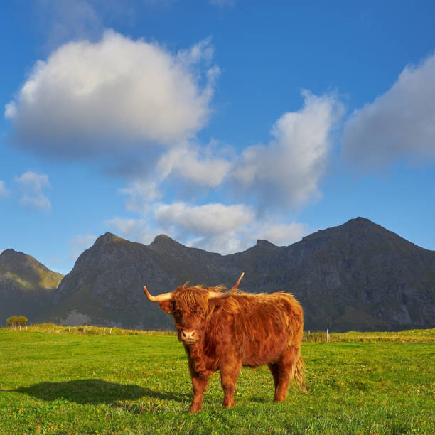 istock Scottish highland cattle sun 1226980707