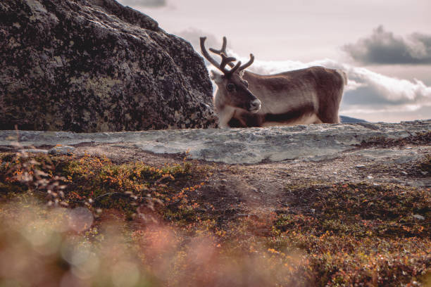 istock Finish Reindeer in National Park 1226981062