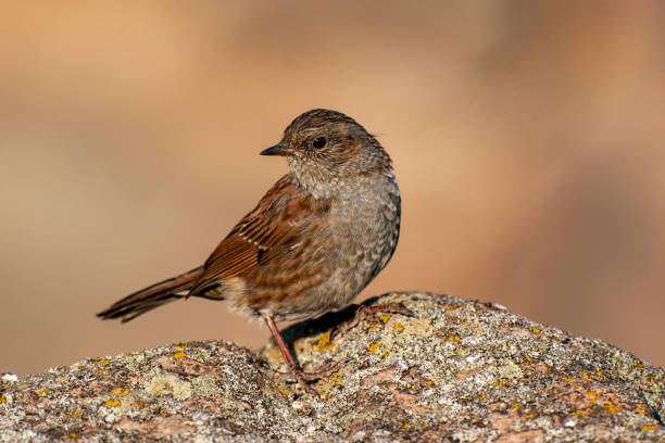 istock Dunnock (Prunella modularis) bird in the natural habitat. 1226981780